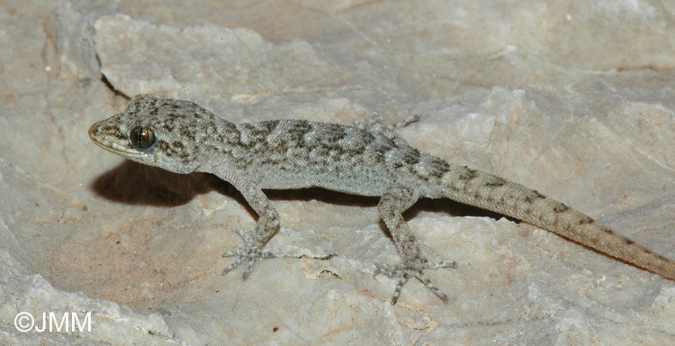 Cyrtopodion kotschyi Cyrtodactyle de Kotschy